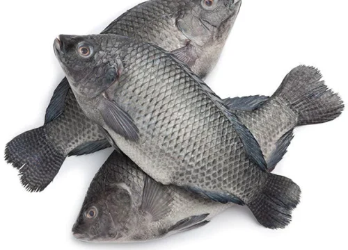 tilapia-fish